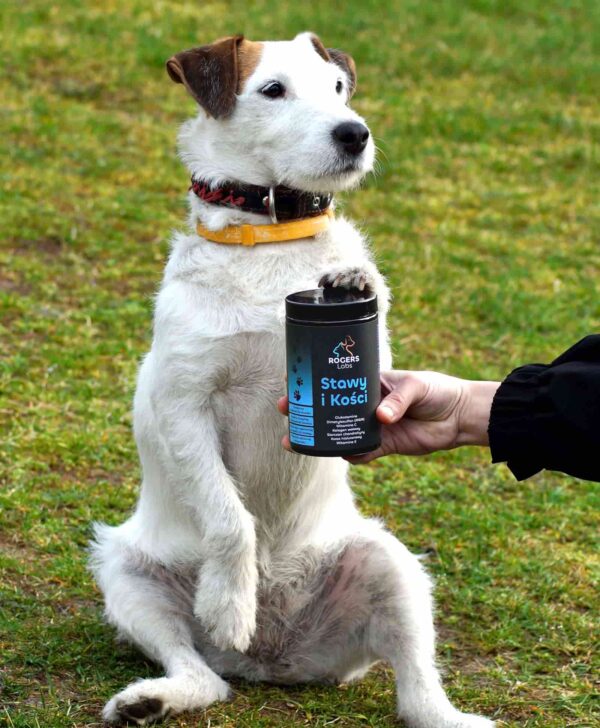 Jack Russell terrier i opakowanie Stawy i Kości