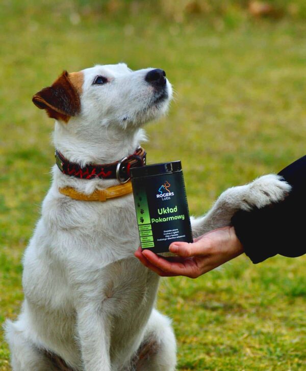 Jack Russell terrier przy opakowaniu Układ Pokarmowy